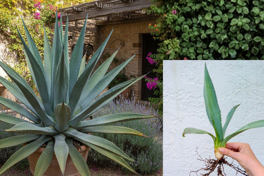 Blue Agave Americana Live Plant, Century Plant Succulent, Drought Tolerant Desert Garden Agave, Bare Root Starter