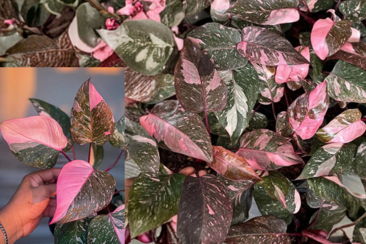 Pink Marble Philodendron Live Plant – 1 Plant – 4" – Philodendron sp.