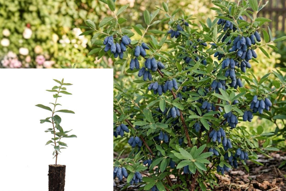 Live Honeyberry Haskap Plant, 4–6 Inch Rooted Starter, Edible Blue Fruit Shrub, Cold Hardy Outdoor Garden Plant