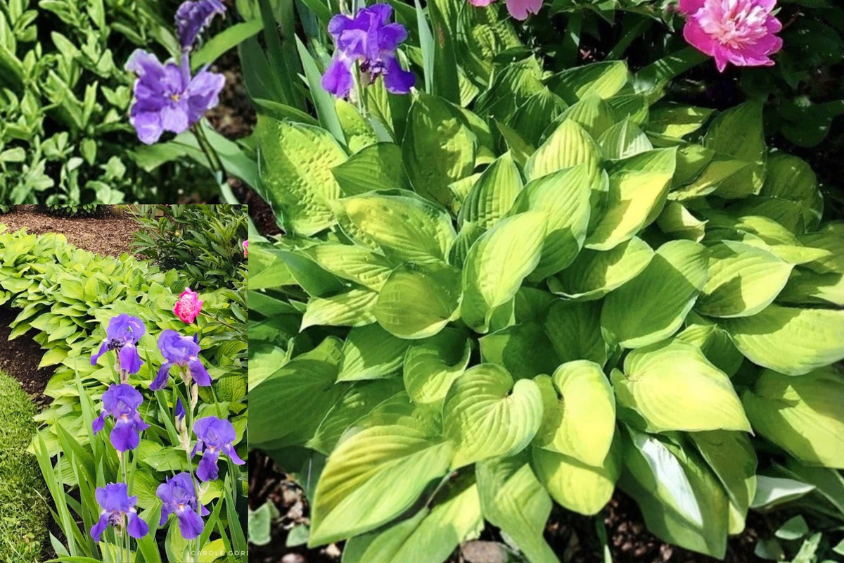 Hosta ‘Gold Standard’ – 3 Live Bare Root Starter Plants – Hosta