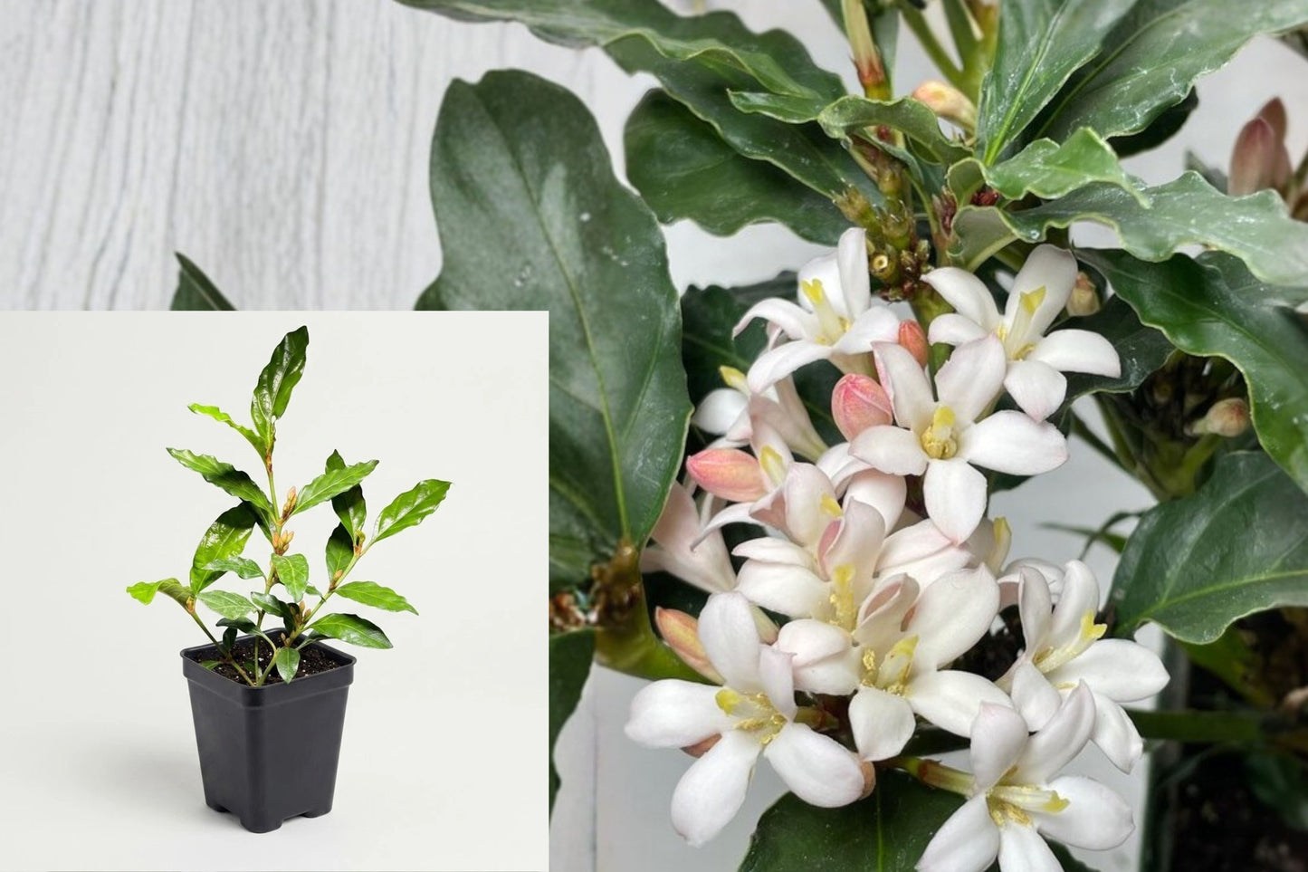 African Gardenia Live Plant – Mitriostigma axillare – Indoor Houseplant