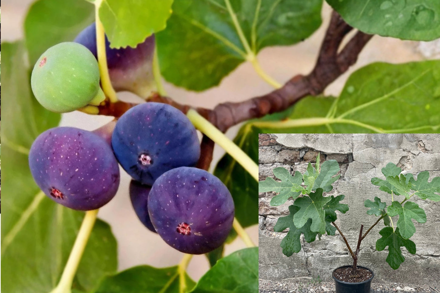 Chicago Hardy Fig Tree 1 Live Plant – 3–8" – Ficus carica