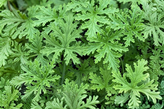Citronella Geranium Live Starter Plant – 1 Plant – Pelargonium graveolens