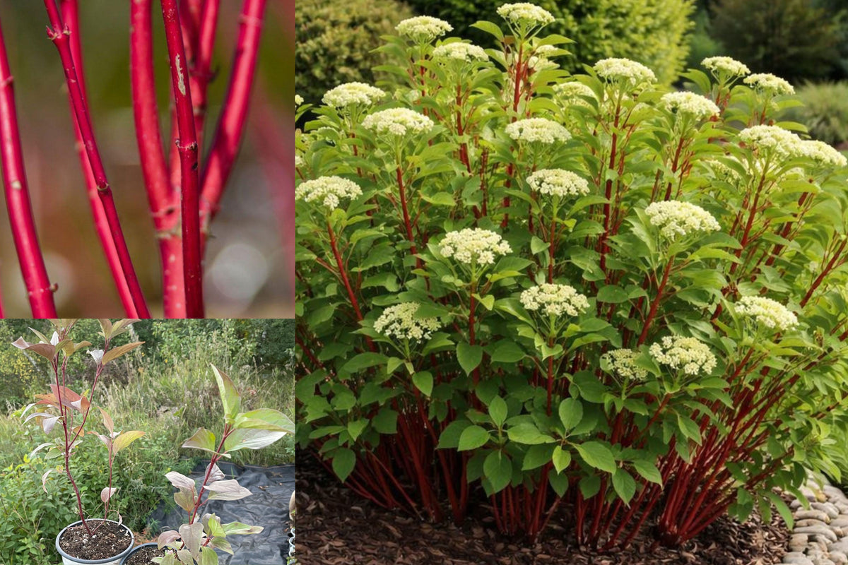 2 Red Twig Dogwood Live Plants, 6–12 Inch Rooted Shrubs, 2.5 Inch Pots, Cold Hardy Deciduous Ornamental Bushes