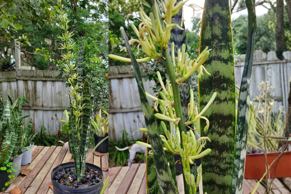 Snake Plant – 1 Live Plant – Approx. 10+ Inches Tall – Sansevieria