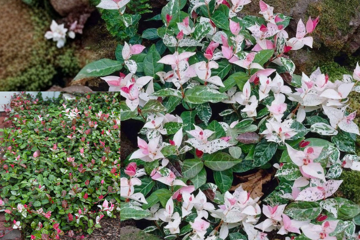 Snow Jasmine Live Plant – 3–5 Inches – Jasminum sp. – Ships Without Pot