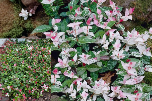 Snow Jasmine Live Plant – 3–5 Inches – Jasminum sp. – Ships Without Pot