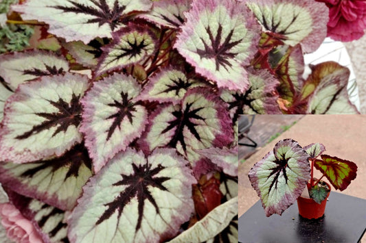 Begonia Fire Woman Live Plant – 4–6 Inch Rooted Plant, No Pot