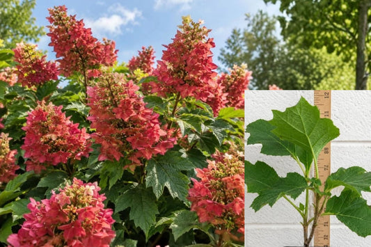 Ruby Slipper Hydrangea Live Plant – 6–10 Inches – Hydrangea Shrub