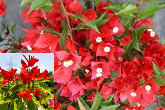 Flame Bougainvillea 2 Live Starter Plants – 4–6 Inch – Red Bracts
