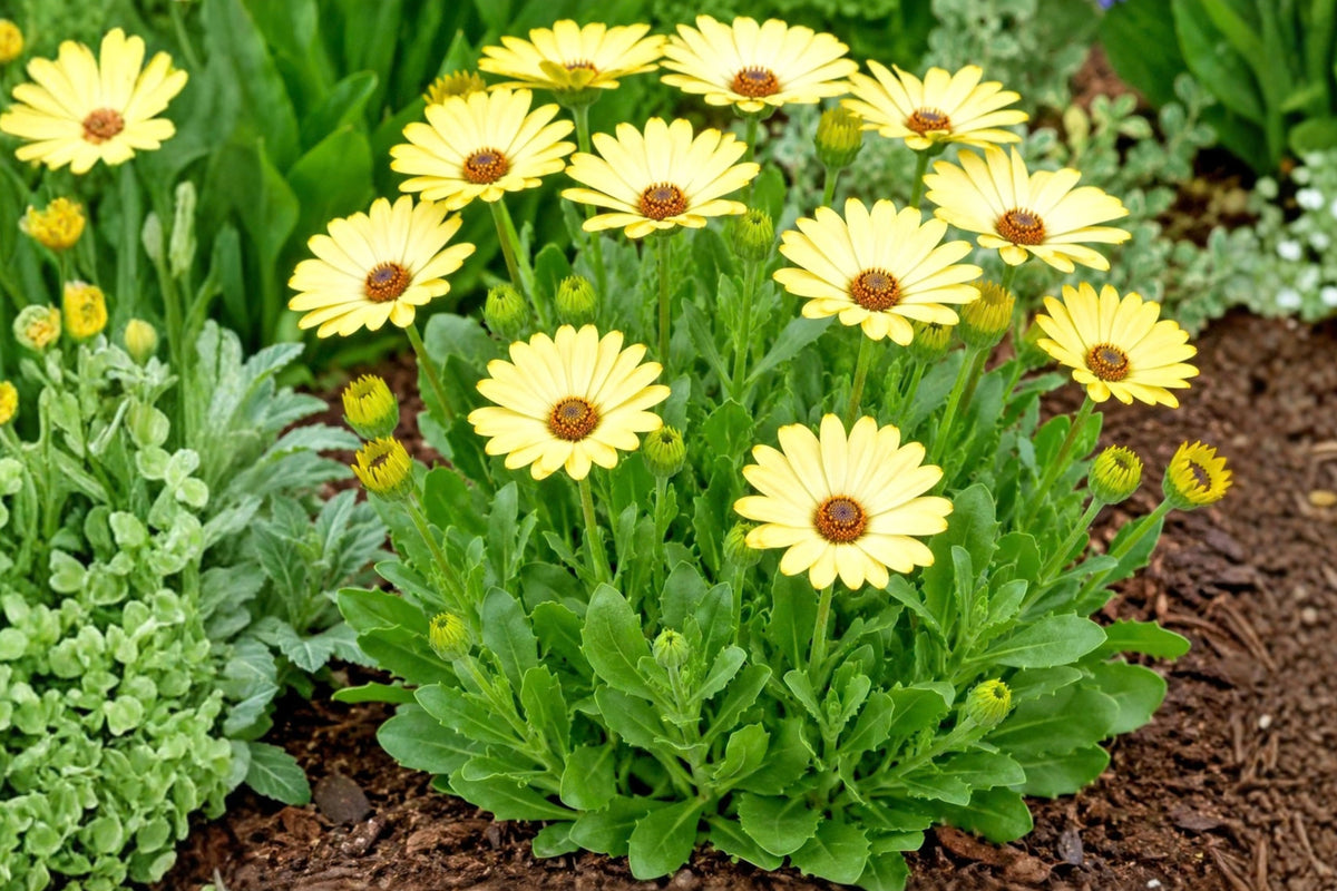 Banana Cream Daisy – 3 Bare Root Live Perennial Plants – Leucanthemum × superbum