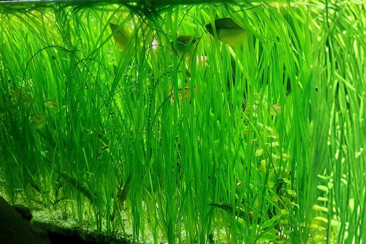 Vallisneria spiralis 6 Live Aquarium Plants – Jungle Val Freshwater Bunch