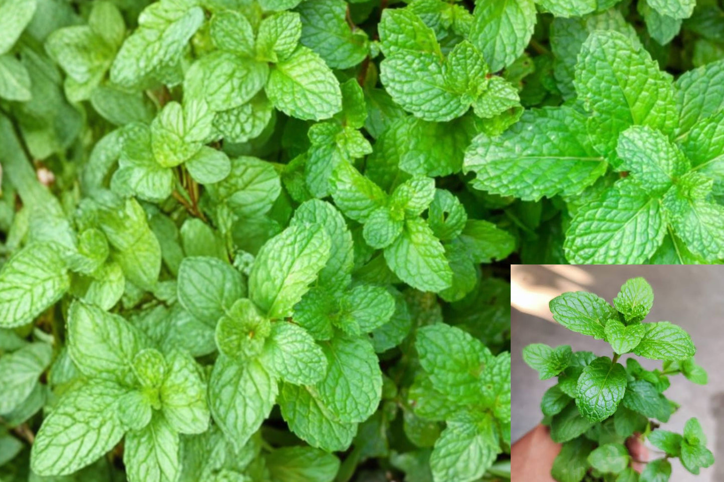 Mint Live Plant 1 Plant – 4" Tall – 4" Pot – Culinary Herb