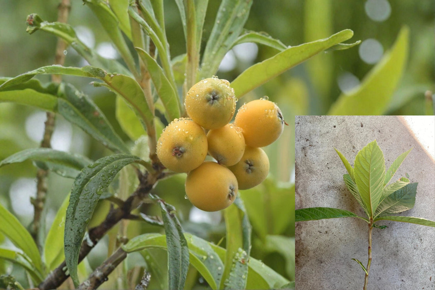 Loquat Tree 1 Live Bare Root Plant 2–3 Feet – Eriobotrya japonica