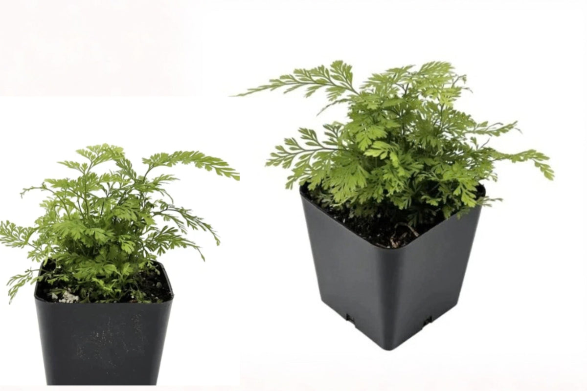 Cat Claw Fern 2 Live Plants in Pots – Davallia tyermannii ‘Sekka’