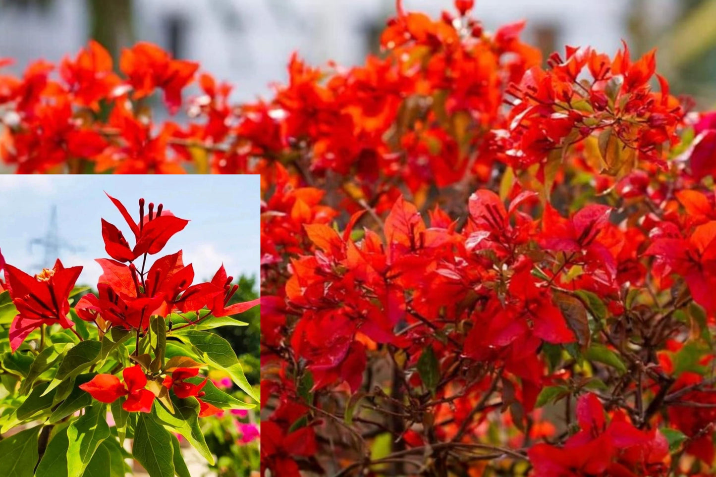 2 Flame Bougainvillea Live Plants – 4–6 Inch Starters – Red Bracts