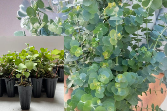 Baby Blue Eucalyptus Live Plant – 3–5" Plug in 3" Pot – Eucalyptus pulverulenta
