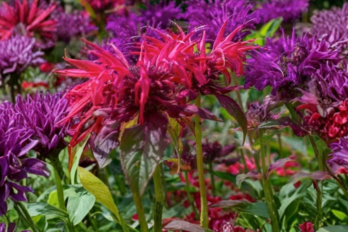 6 Live Bee Balm Plants, Mixed Colors – Monarda Perennials