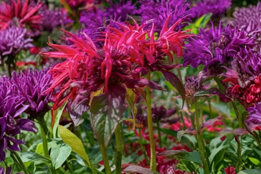 6 Live Bee Balm Plants, Mixed Colors – Monarda Perennials