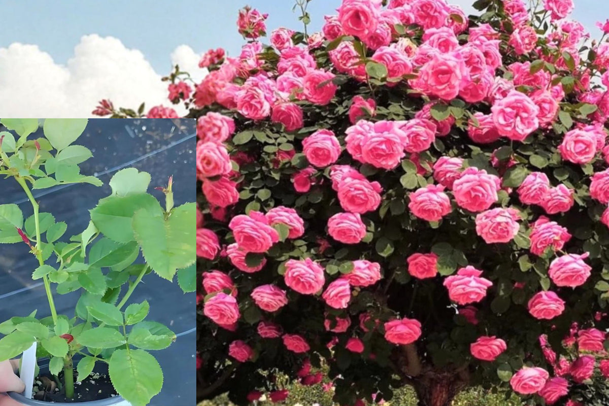 Pink Climbing Rose Live Plant, 6 Month Starter Rose Bush, Outdoor Garden Climbing Rose, No Pot