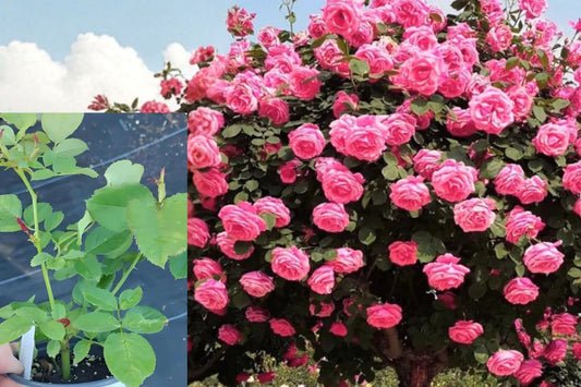 Pink Climbing Rose Live Plant, 6 Month Starter Rose Bush, Outdoor Garden Climbing Rose, No Pot