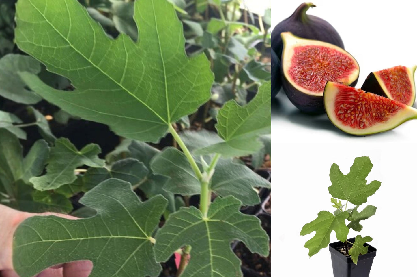 Black Mission Fig Live Plant – 3–8"+ Tall – 2" Pot – Ficus carica
