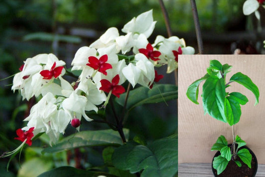 Red Bleeding Heart Clerodendrum Plants, Set of 2 Live Flowering Vines, 4–8 Inch Rooted Starters, Tropical Garden Plant