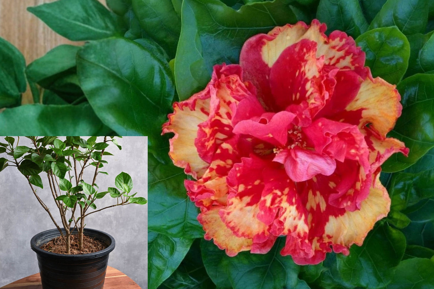 High Definition Tropical Hibiscus Live Plant – Hibiscus rosa-sinensis