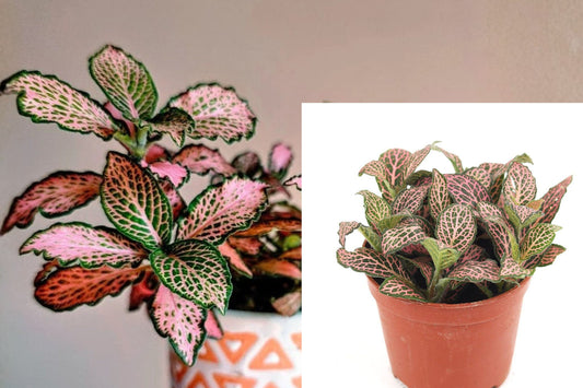 Pink Fittonia Nerve Plant Live, Pink Veined Tropical Houseplant, 4 Inch Potted Plant for Terrariums and Indoor Décor