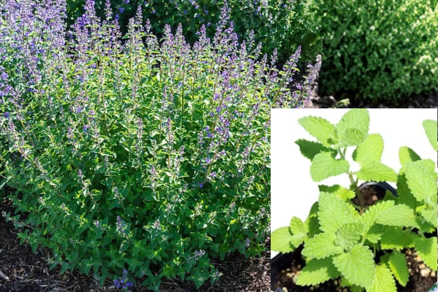 Catnip 3 Live Plants – 3–6 Inch Starter Plants – Nepeta cataria