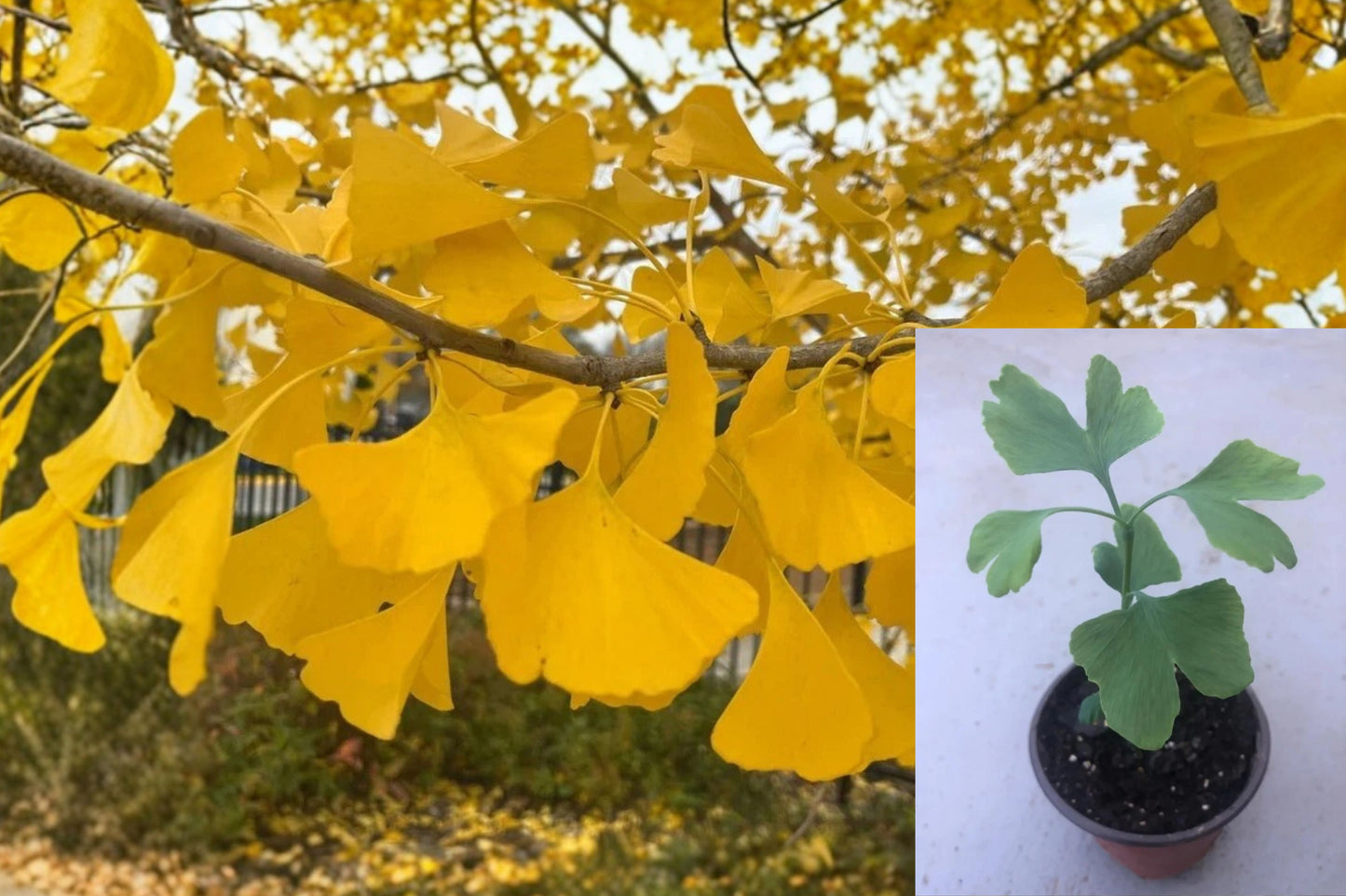 Ginkgo Live Tree – 8 Inch Plant in 4 Inch Pot – Ginkgo biloba