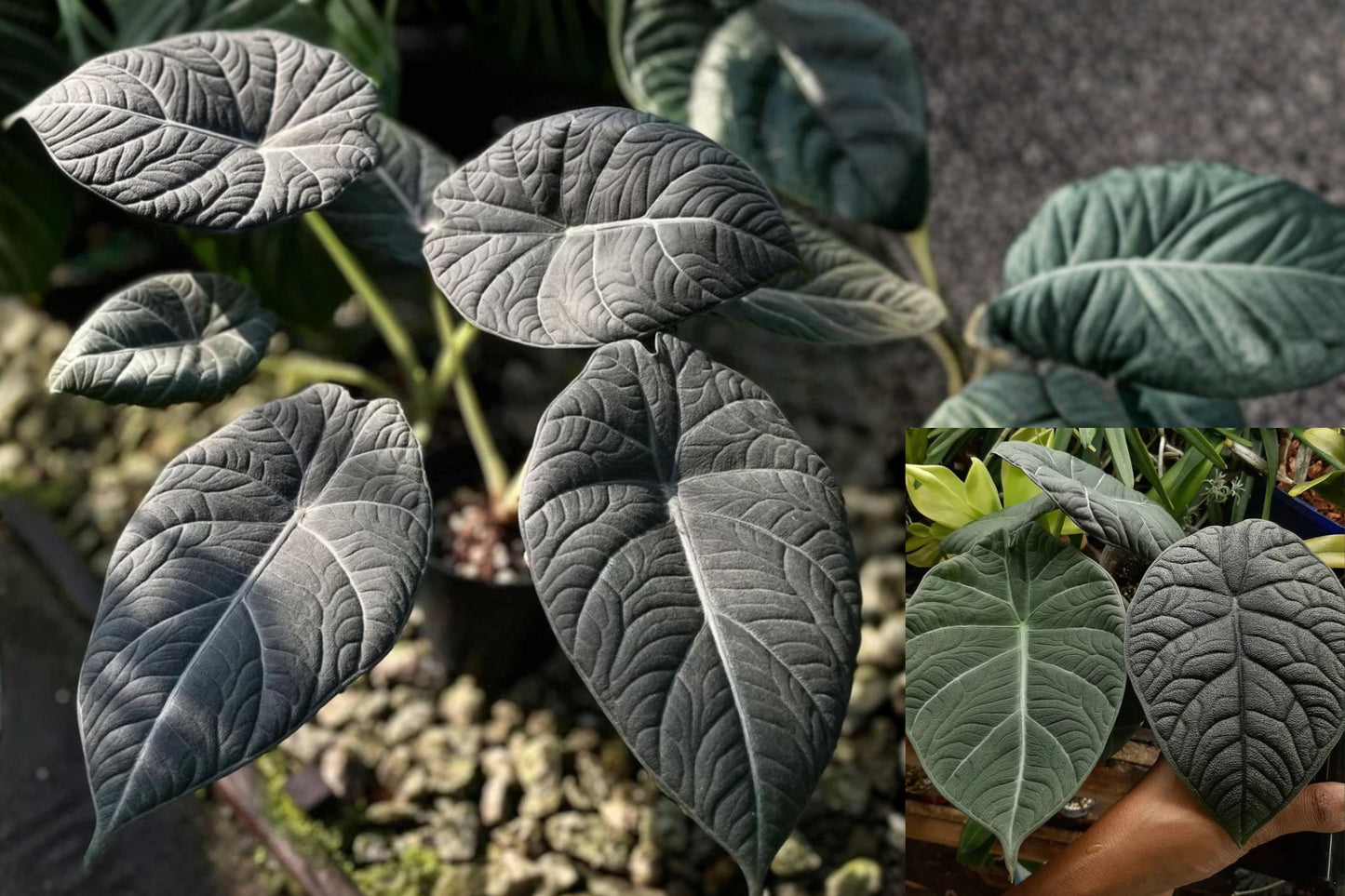 2 Alocasia Maharani Live Plants – 4–6 Inch Starter Plants – Tropical Foliage