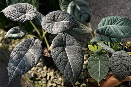 2 Alocasia Maharani Live Plants – 4–6 Inch Starter Plants – Tropical Foliage