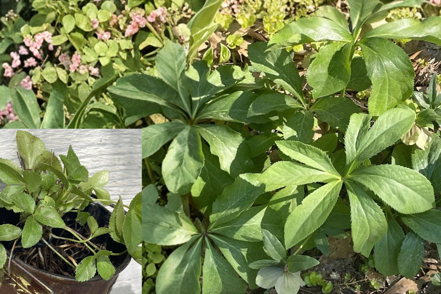 20 Hellebore Live Rooted Starter Plants – Bare Root – Helleborus Perennial