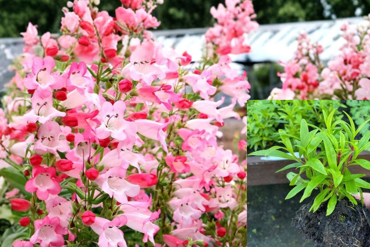 Pink Penstemon Live Plug Plant, Flock of Flamingo Beardtongue Perennial Flower, Cottage Garden Border Plant, 2–5 Inch Starter