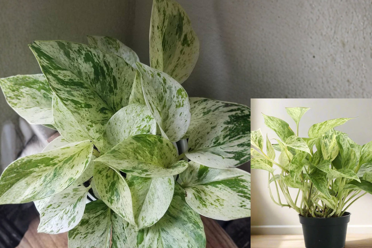 Marble Queen Pothos Live Plant – 4 Inch Pot – Epipremnum aureum