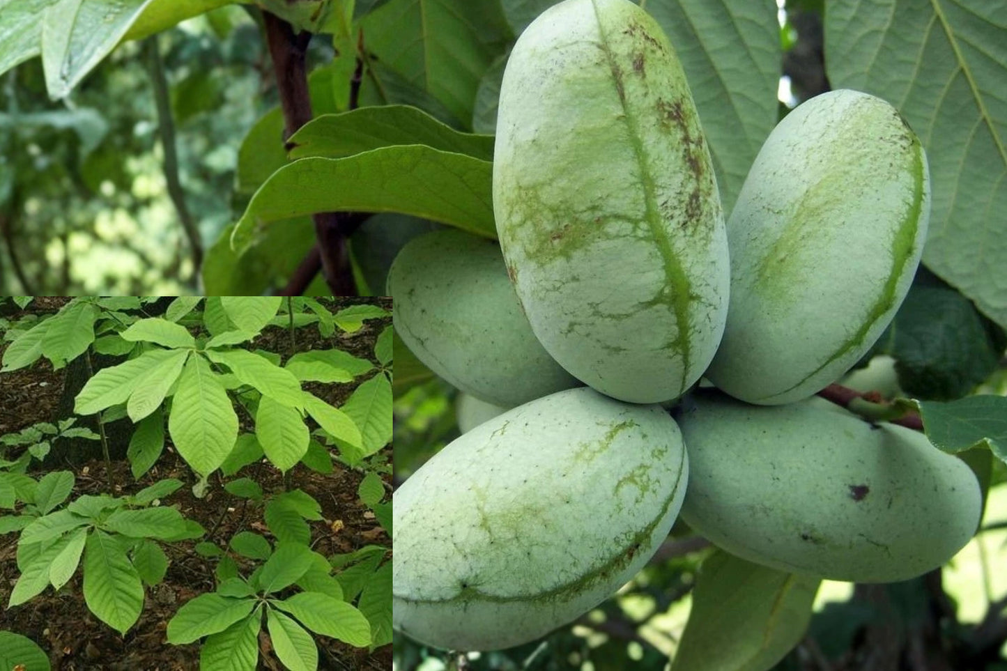 Paw Paw Live Starter Plant – 8+ Inch Bare Root – Asimina triloba