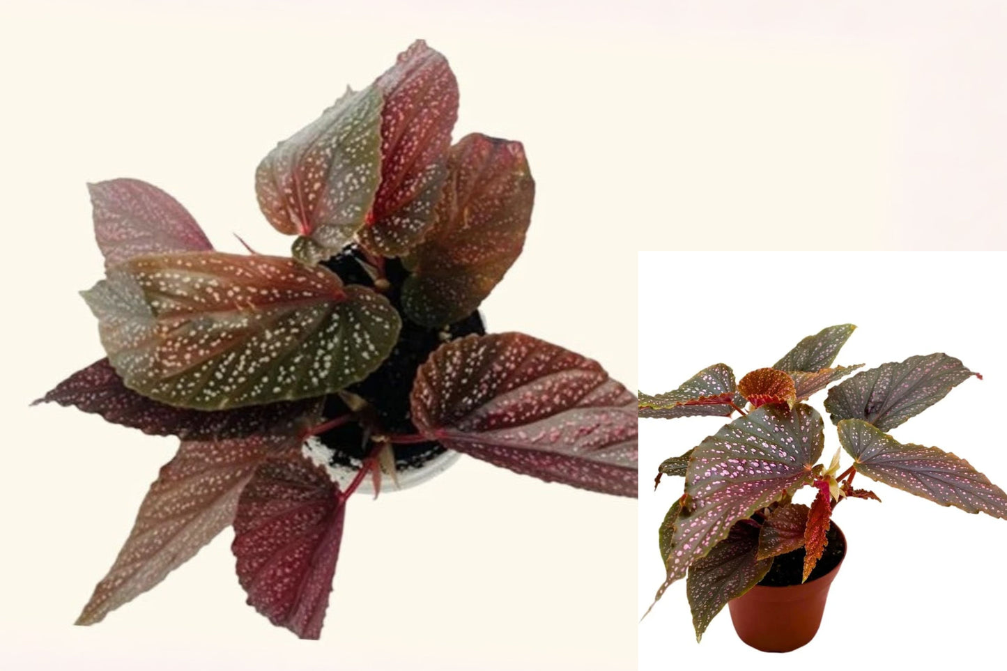Angel Wing Begonia Pink Polka Dot Live Rooted Starter Plant – Begonia