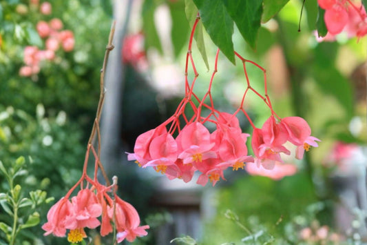 Pink Angel Wing Begonia Live Plant 7–10 Inch – Begonia in 4-Inch Pot