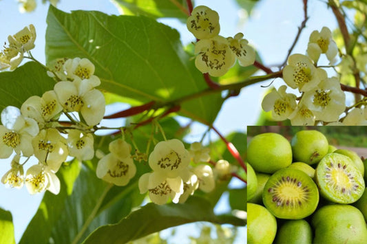 Clark Male Hardy Kiwi Live Rooted Starter Plant – Pollinator – Actinidia arguta ‘Clark’