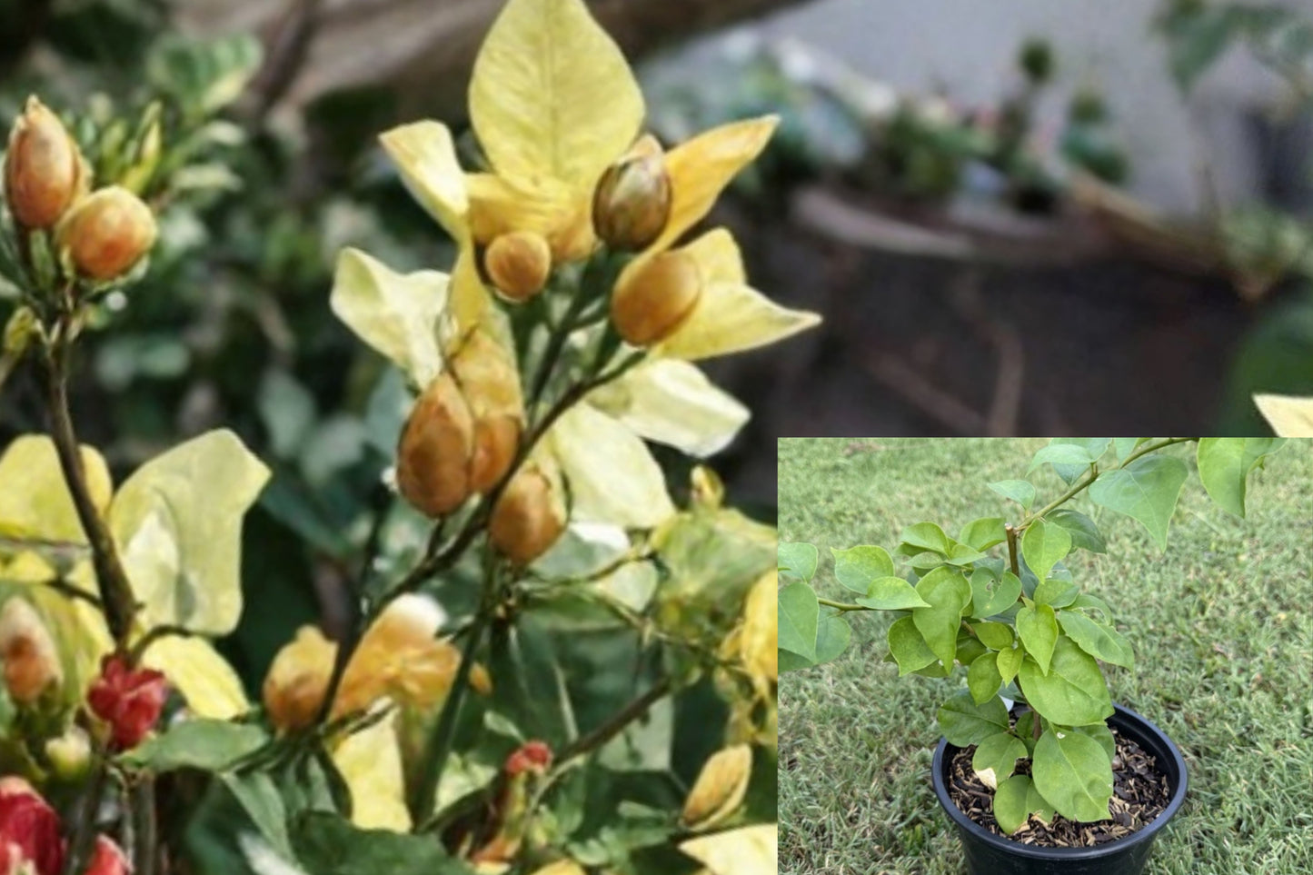 Cerena Bougainvillea Live Plant – 1 Gallon Potted Flowering Plant