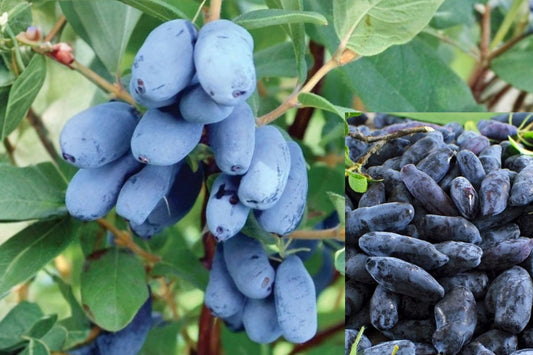 Aurora Honeyberry 1 Live Plant – 20–24 Inch Lonicera caerulea
