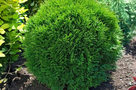 Little Giant Dwarf Arborvitae Live Plant – 1 Quart Pot – Thuja