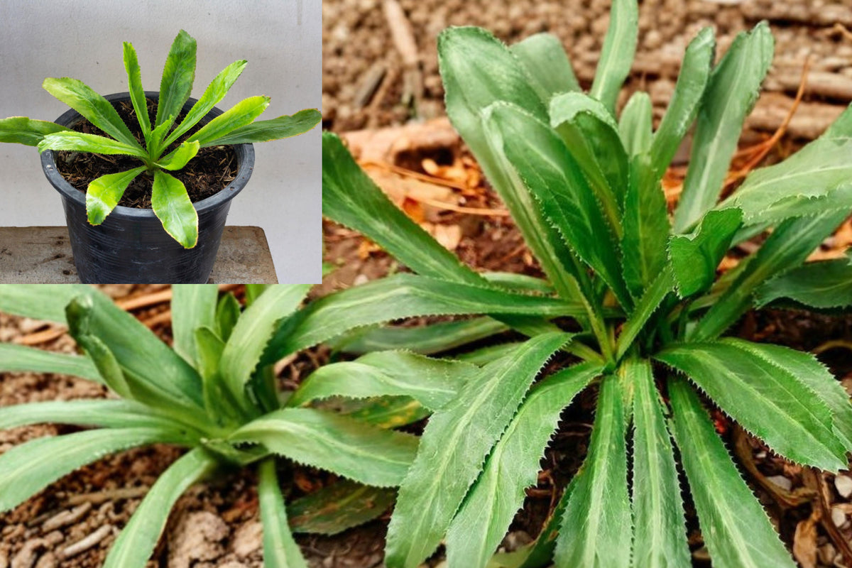 Live Culantro Plant, Eryngium foetidum Culinary Herb, 4 Inch Potted Tropical Herb for Home and Kitchen Gardens