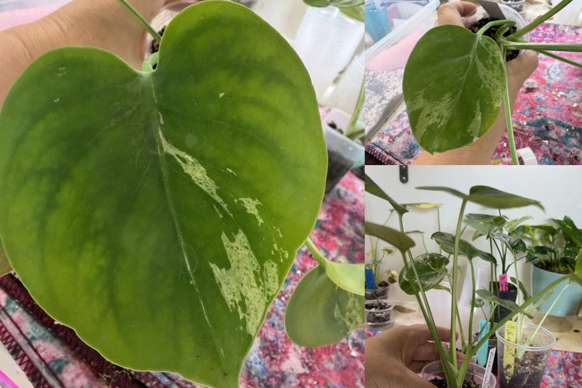 Monstera Deliciosa Bulbasaur Live Plant – 1 Plant, 3" Pot – Monstera deliciosa