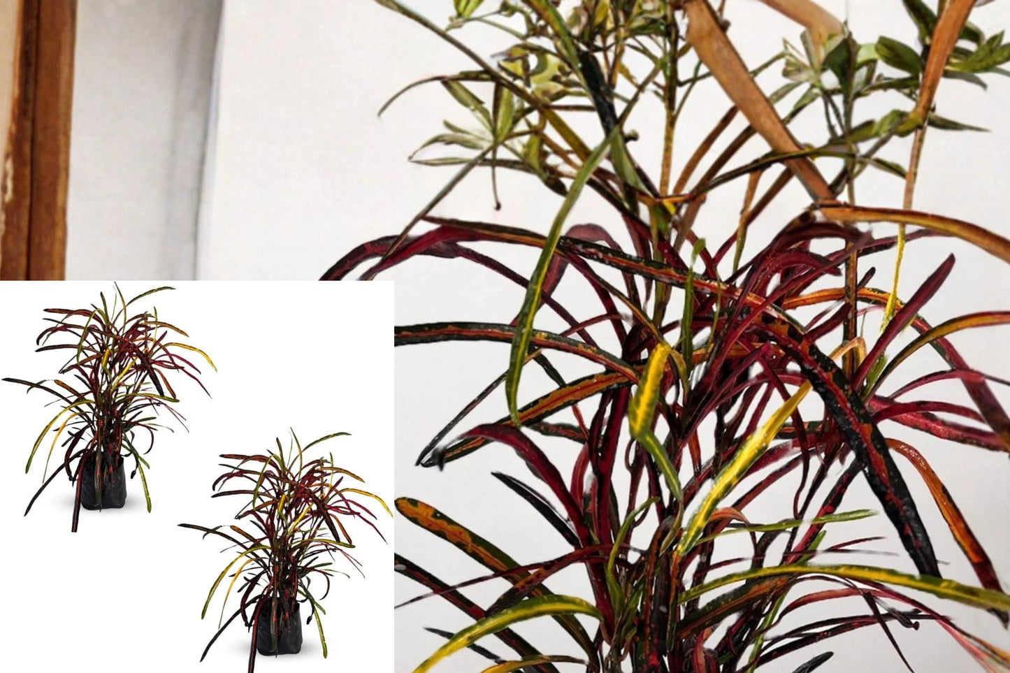 Croton Zanzibar Live Plant – 2 Plants – 20 cm Tall – Codiaeum variegatum ‘Zanzibar’