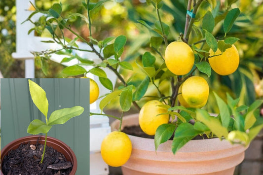 Meyer Lemon Live Plant – 7–10 Inch Starter – Citrus × meyeri