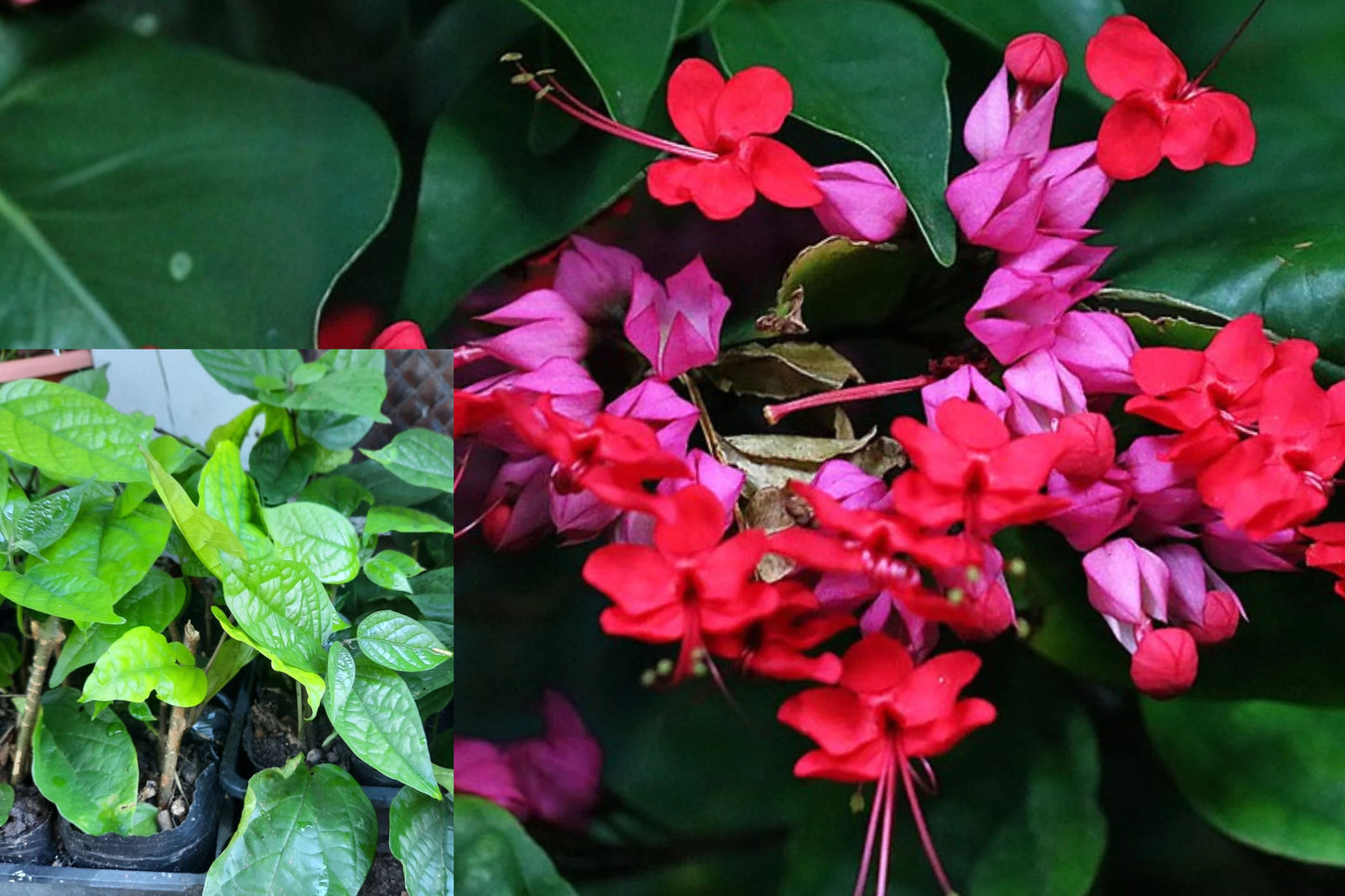 Red Bleeding Heart Vine Live Plant – Potted Flowering Clerodendrum