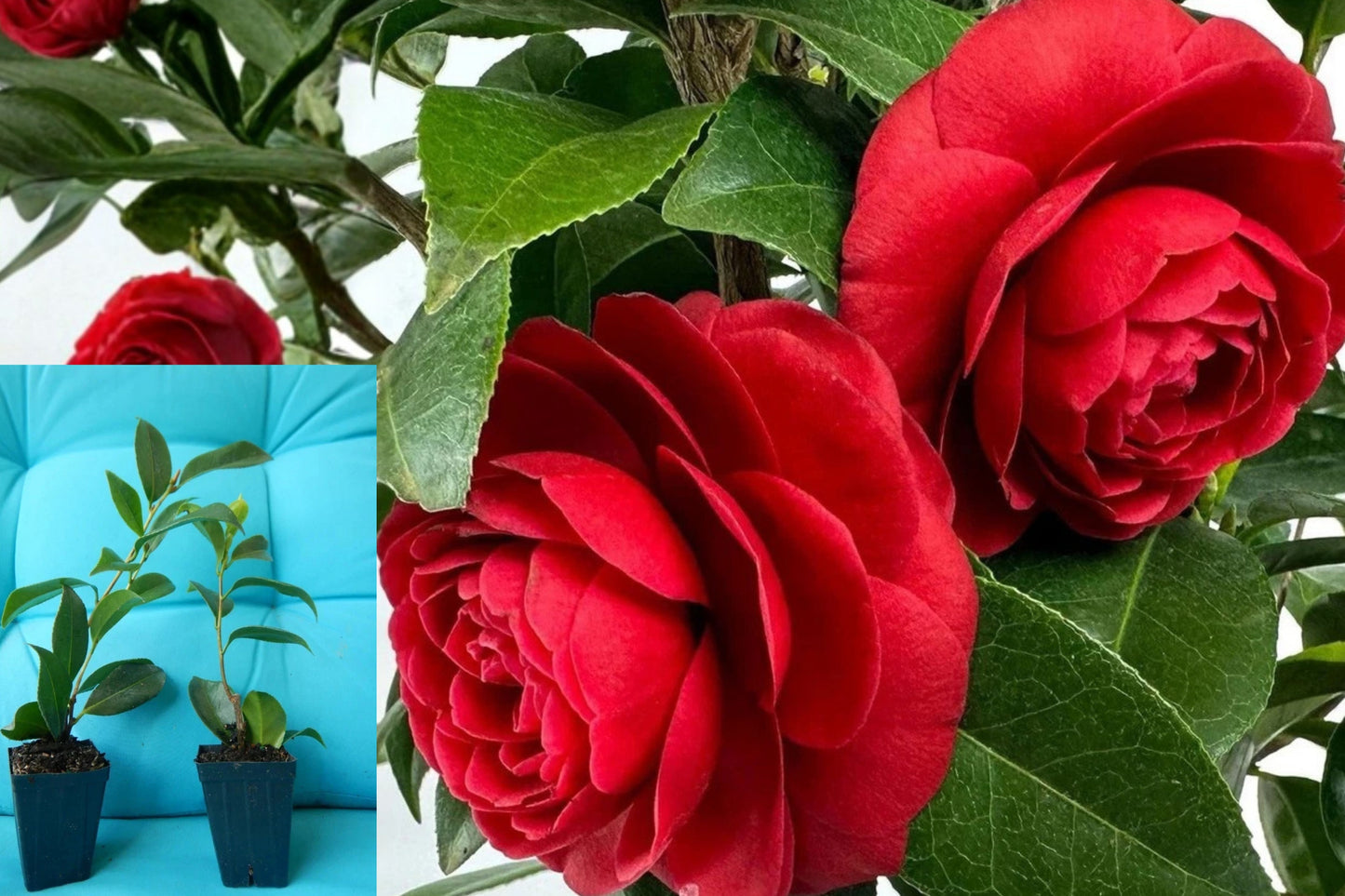 Black Tie Camellia Japonica 1 Live Starter Plant – Evergreen Shrub