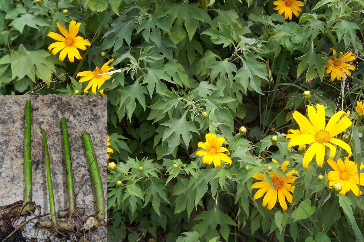 Tithonia Diversifolia Rooted Cuttings, Mexican Sunflower Live Plant, 2+ Propagation Stems, Yellow Flowering Tropical Garden Plant